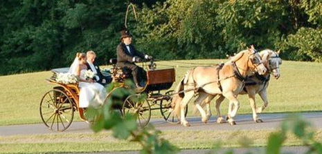 A bride and groom ride in a decorated horse-drawn carriage with a driver wearing a black top hat. The carriage, pulled by two light-colored horses, travels on a paved path surrounded by lush greenery and trees. The sun is shining, creating a warm atmosphere.