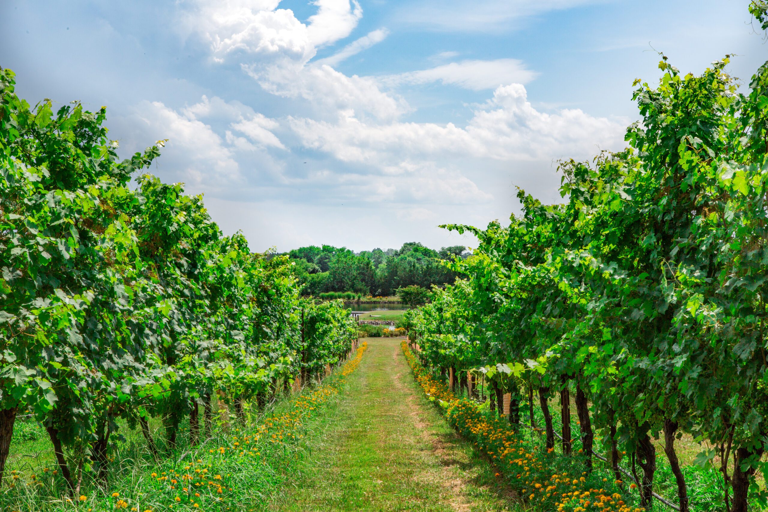 A serene vineyard on a bright day, with rows of lush green grapevines flanking a grassy pathway. The sky is partly cloudy, casting a soft light, and yellow flowers grow along the edges of the pathway, adding a touch of color to the verdant scene.