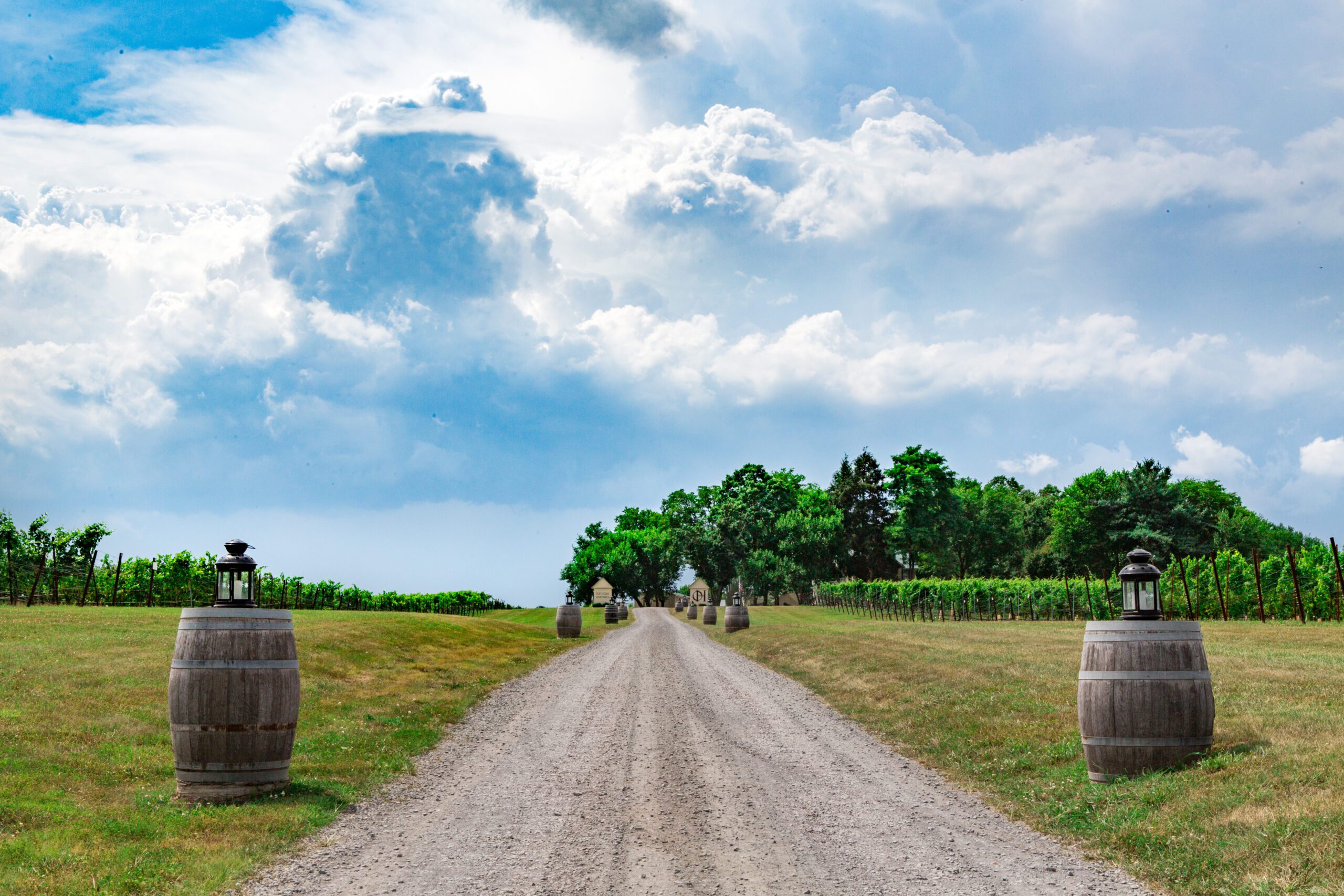 A dirt road flanked by wine barrels with lanterns leads into a vineyard. Lush green grapevines and trees border the path on a clear, partly cloudy day, with a dramatic sky overhead.