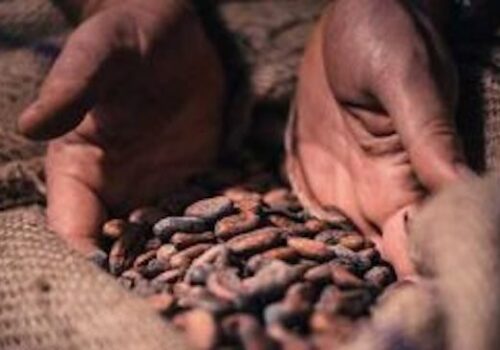 Close-up of a pair of hands holding and sifting through a pile of cocoa beans inside a burlap sack. The image captures a rustic atmosphere and focuses on the texture and earthy tones of the cocoa beans. Image