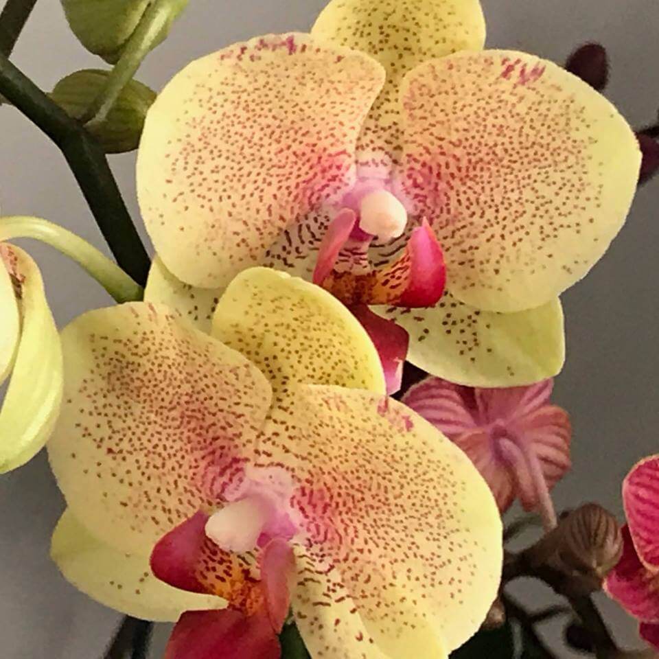 Close-up of two yellow Phalaenopsis orchids with pink and red speckles on their petals. The flowers have large, rounded petals and vibrant central lips with a mix of pink, red, and white colors. In the background, other blurred orchids are visible.
