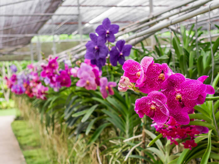 A greenhouse showcasing vibrant orchids in various shades of pink and purple, growing in rows alongside lush greenery. The flowers are in full bloom, with velvety petals and speckled patterns, hanging from long stems beneath a shaded structure.