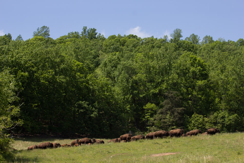 A herd of bison graze in a grassy field with a backdrop of dense, green forest under a clear blue sky.