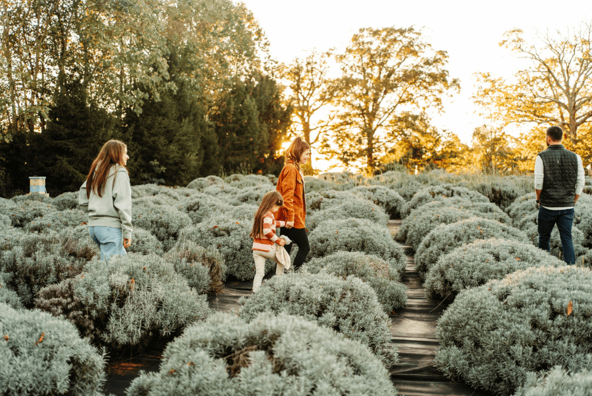 A family of four walks through a lavender field at sunset. Two children hold hands and follow their parents, who are dressed in autumn clothing. The scene is surrounded by lush green bushes and tall trees, with a warm, golden light illuminating the background.