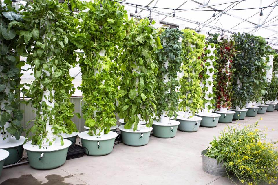 A greenhouse filled with vertical hydroponic towers growing various leafy green and red vegetables. Each tower stands in a green basin and dense foliage fills the space. In the foreground, a round metal container holds additional plants and flowers.