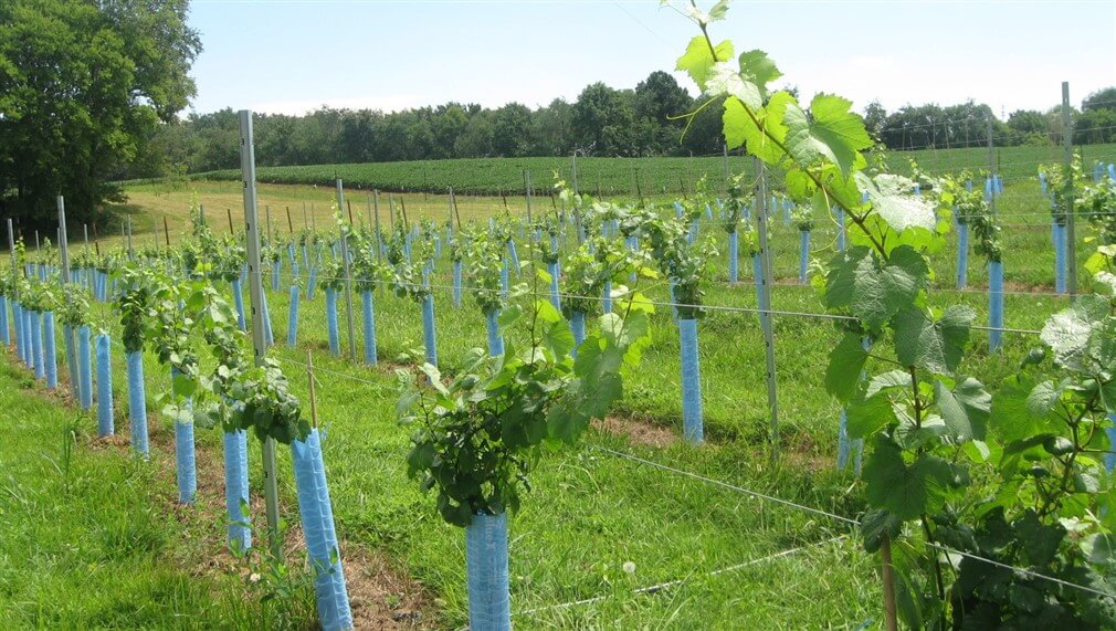 Mountain Run Winery Image