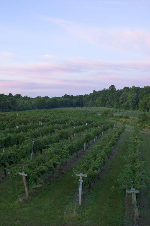 A serene vineyard stretches into the distance, lined by rows of grapevines and surrounded by lush green trees. The sky above is tinged with soft pink and lavender hues, indicative of either dawn or dusk. The landscape exudes tranquility and natural beauty.
