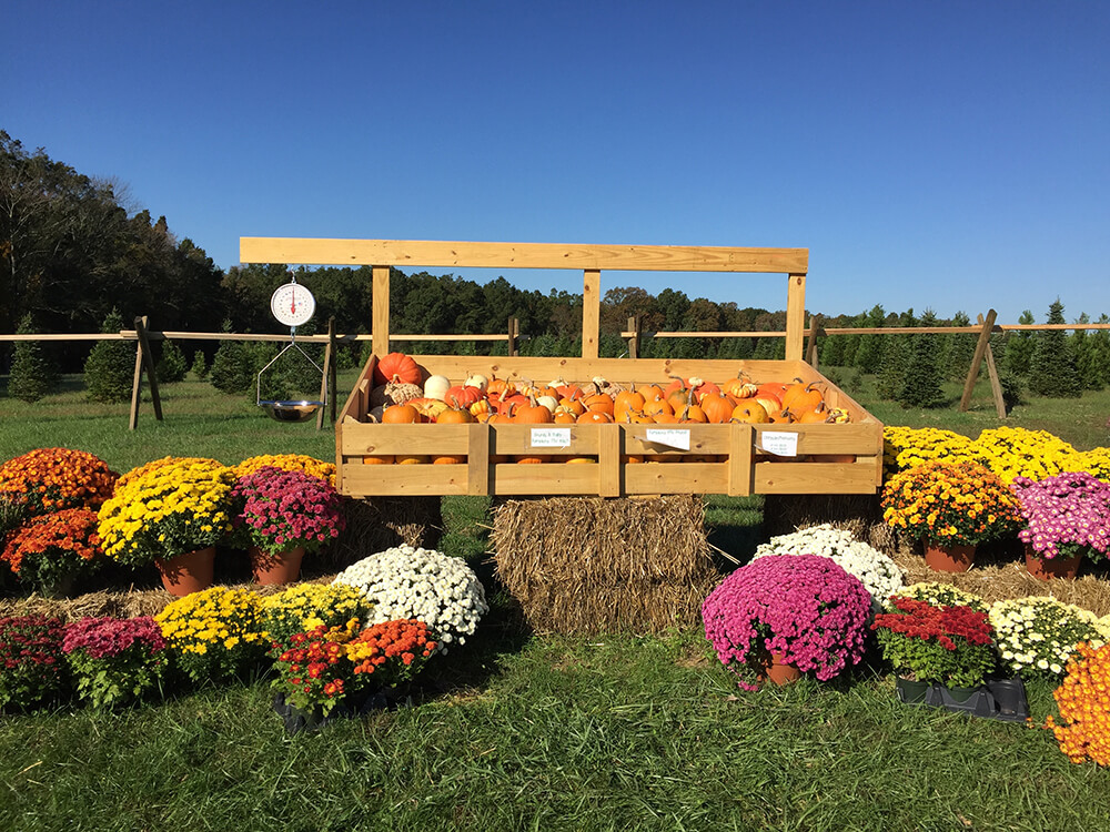 Display of colorful chrysanthemums and a variety of pumpkins arranged on hay bales under a wooden stand in a grassy, open field with trees in the background on a clear, sunny day.