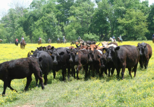 A group of black and brown cows stand closely together in a grassy field with sporadic yellow flowers. In the background, people on horseback are herding the cows, and trees surround the clearing. Image