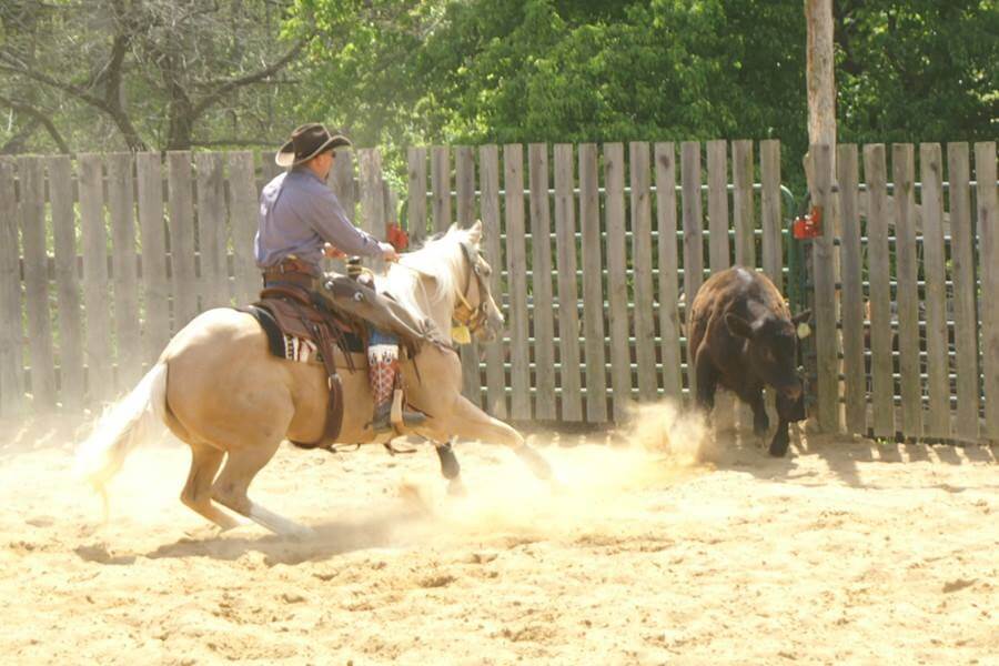 A person wearing a cowboy hat and riding gear is astride a palomino horse in an outdoor pen with sandy ground. They are rounding up a black cow near a wooden fence, kicking up dust as they maneuver. The background is filled with lush green trees.