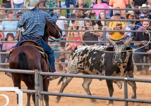 A rodeo cowboy on a horse throws a lasso toward a bull with white and black spots in a fenced arena. The background shows a crowd of spectators sitting on bleachers and standing behind a fence, intently watching the event. Image