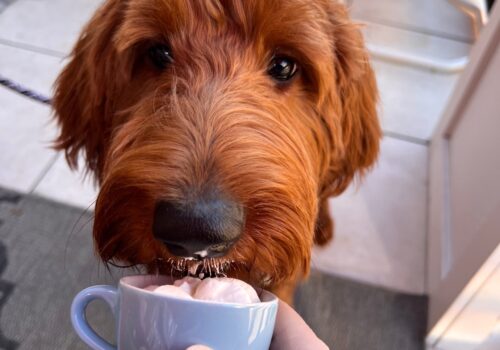 A fluffy, reddish-brown dog is being offered a small cup filled with whipped cream. The dog eagerly licks the cream while a hand holding the cup brings it closer to the dog's mouth. The scene, set in a pet-friendly café with white tiles and red chairs visible in the background, radiates joy. Image