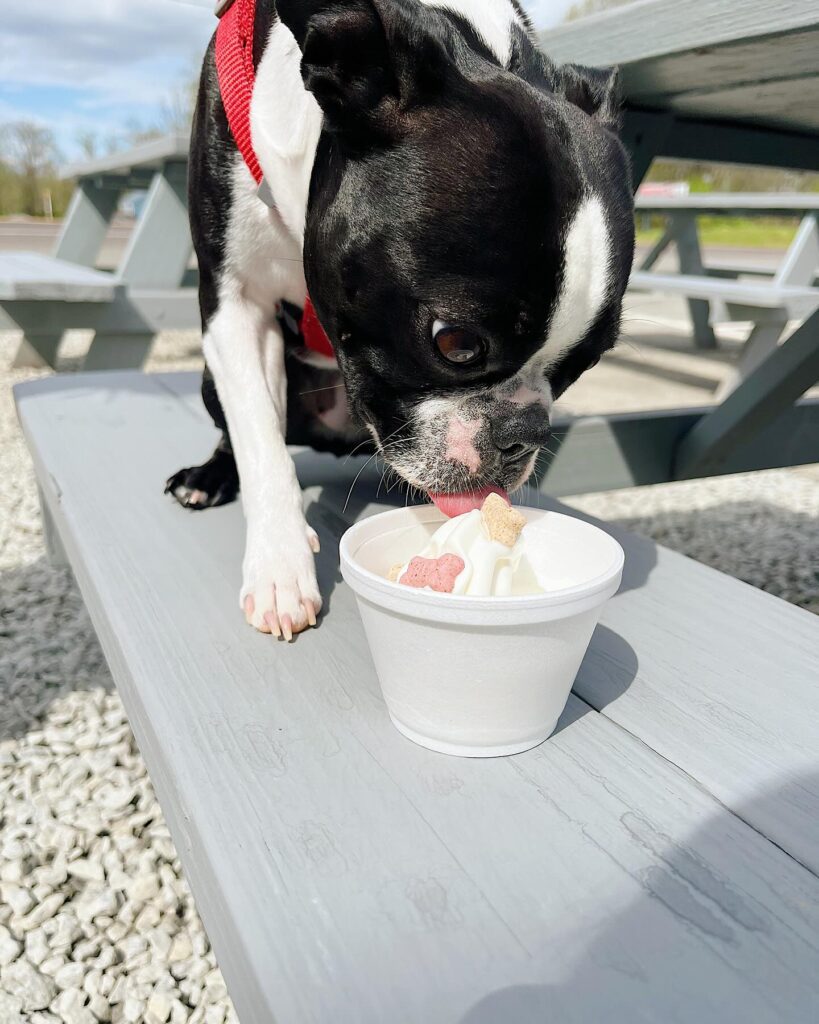 A black and white Boston Terrier with a red harness licks a cup of dog-friendly ice cream on a wooden bench. The background shows an outdoor, pet-friendly area with more picnic tables and a gravel ground. The day appears sunny and perfect for some fun in the sun.