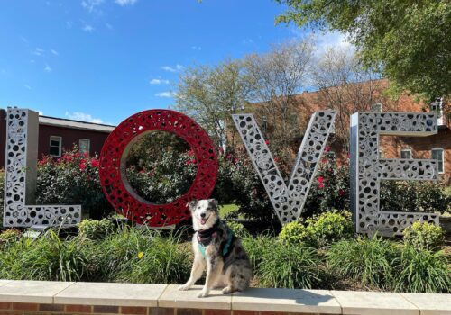 A cheerful dog sits in front of large, decorative letters spelling 
