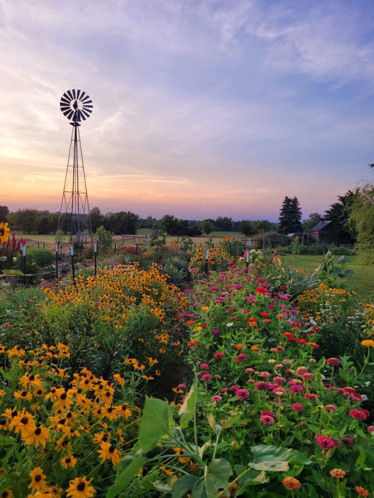 Flower patch with sunset in background