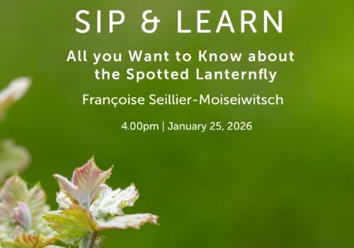 Sip & Learn – Françoise Seillier-Moiseiwitsch – Spotted Lanternfly Image